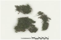 藏品(細葉小羽苔)的圖片